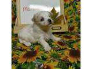 Maltese Puppy for sale in Telephone, TX, USA
