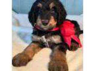 Mutt Puppy for sale in Osage City, KS, USA