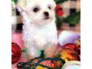 Maltese Puppy for sale in Newton, NC, USA