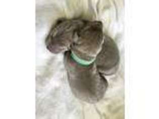 Medium Photo #1 Labrador Retriever Puppy For Sale in Burlington, KY, USA