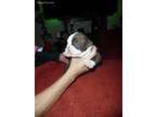 Alapaha Blue Blood Bulldog Puppy for sale in Tampa, FL, USA