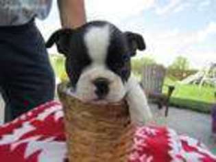 Boston Terrier Puppy for sale in Richmond, IN, USA
