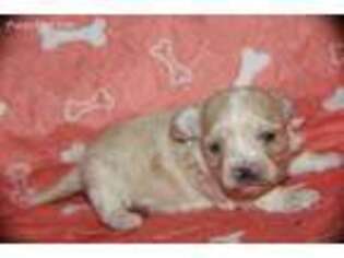 Mutt Puppy for sale in Sedan, KS, USA