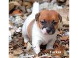 Jack Russell Terrier Puppy for sale in Seymour, TX, USA