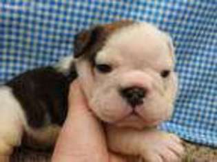 Miniature Bulldog Puppy for sale in Garrettsville, OH, USA