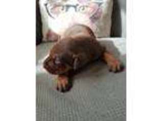 Doberman Pinscher Puppy for sale in Lucas, IA, USA