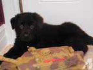 German Shepherd Dog Puppy for sale in ALIQUIPPA, PA, USA