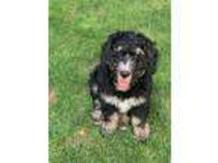 Mutt Puppy for sale in Waterford, NY, USA