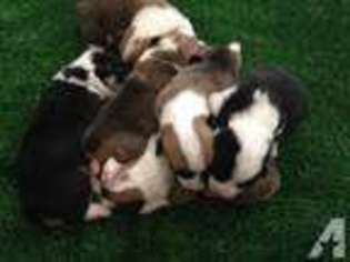 Pembroke Welsh Corgi Puppy for sale in ROGUE RIVER, OR, USA