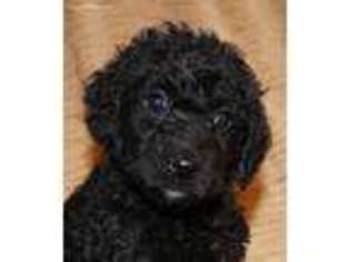 Goldendoodle Puppy for sale in Hermitage, PA, USA