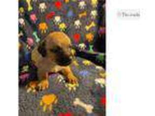 Dachshund Puppy for sale in Tyler, TX, USA