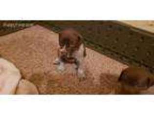 German Shorthaired Pointer Puppy for sale in Tecumseh, OK, USA