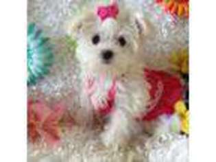 Maltese Puppy for sale in CASSELBERRY, FL, USA