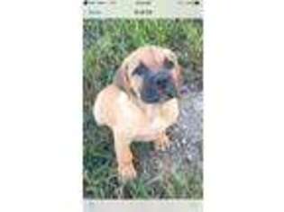 Cane Corso Puppy for sale in Hatfield, AR, USA