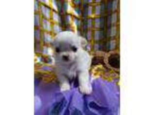 Chihuahua Puppy for sale in Lakewood, WA, USA