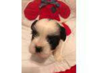Shorkie Tzu Puppy for sale in Lowgap, NC, USA