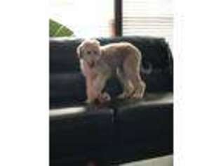 Afghan Hound Puppy for sale in Bristol, VA, USA