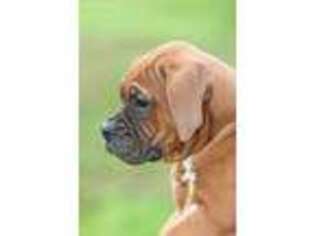 Boxer Puppy for sale in Pine Grove, PA, USA