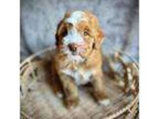 Mutt Puppy for sale in Danielsville, GA, USA