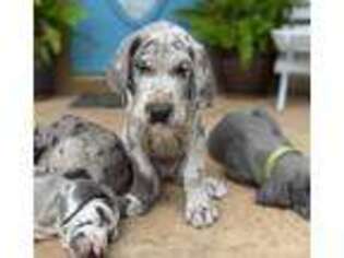 Great Dane Puppy for sale in Loco, OK, USA