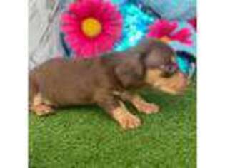 Dachshund Puppy for sale in Deltona, FL, USA