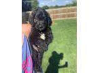Goldendoodle Puppy for sale in Granby, MO, USA