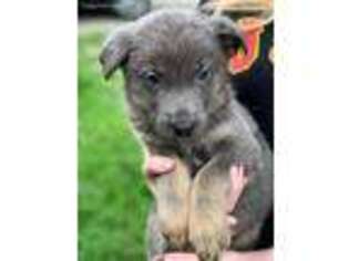 German Shepherd Dog Puppy for sale in Salt Lick, KY, USA