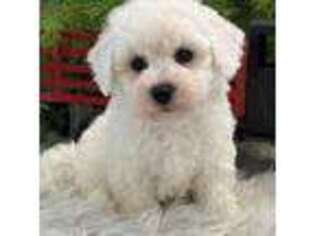 Bichon Frise Puppy for sale in Shipshewana, IN, USA