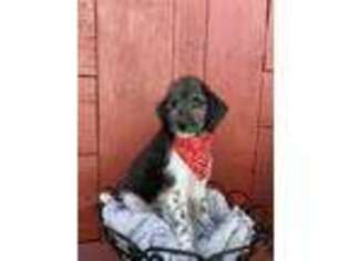 Labradoodle Puppy for sale in Newman, CA, USA