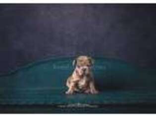 French Bulldog Puppy for sale in Port Huron, MI, USA