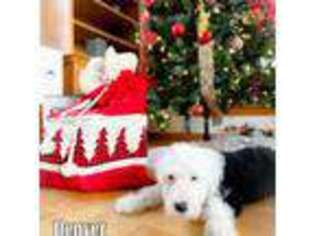 Old English Sheepdog Puppy for sale in Flemington, NJ, USA