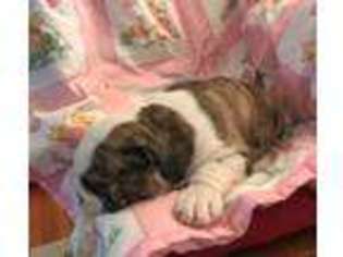 Bulldog Puppy for sale in Louisville, KY, USA