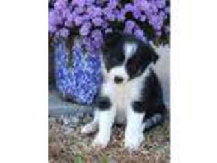 Border Collie Puppy for sale in Bolivar, MO, USA