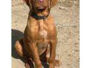 Vizsla Puppy for sale in Roundup, MT, USA