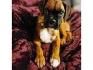 Boxer Puppy for sale in Lehighton, PA, USA