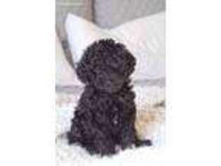 Labradoodle Puppy for sale in Live Oak, CA, USA