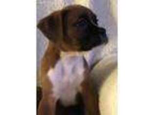 Boxer Puppy for sale in Lafayette, IN, USA