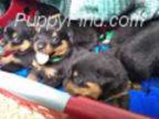 Rottweiler Puppy for sale in Johnstown, CO, USA