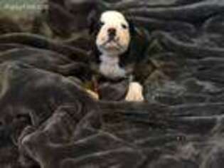 Olde English Bulldogge Puppy for sale in Richmond, MN, USA
