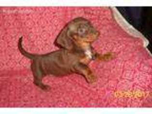 Dachshund Puppy for sale in Everton, MO, USA
