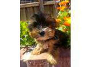 Yorkshire Terrier Puppy for sale in Lake Elsinore, CA, USA