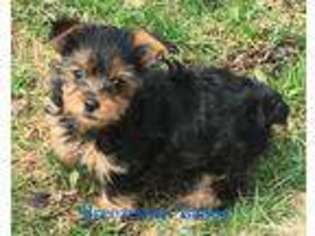 Yorkshire Terrier Puppy for sale in Fairlawn, OH, USA