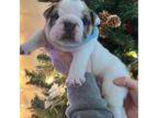 Bulldog Puppy for sale in Fayetteville, WV, USA