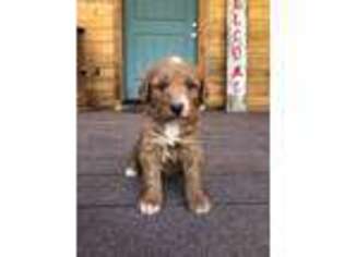 Labradoodle Puppy for sale in Show Low, AZ, USA