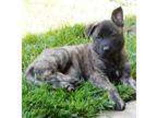 Dutch Shepherd Dog Puppy for sale in Dayton, OH, USA