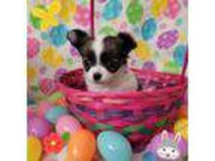 Chihuahua Puppy for sale in Newport, ME, USA