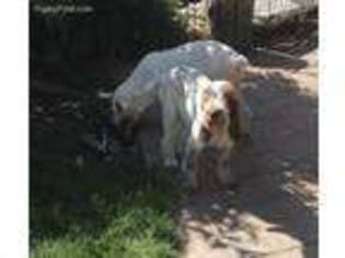 Spinone Italiano Puppy for sale in Ennis, MT, USA