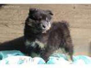 Mutt Puppy for sale in Redkey, IN, USA