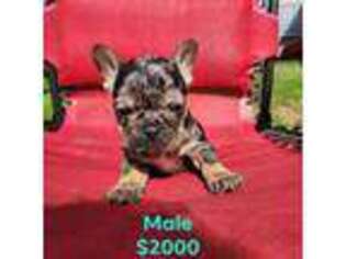 French Bulldog Puppy for sale in Williford, AR, USA