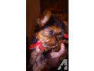 Yorkshire Terrier Puppy for sale in POMPANO BEACH, FL, USA